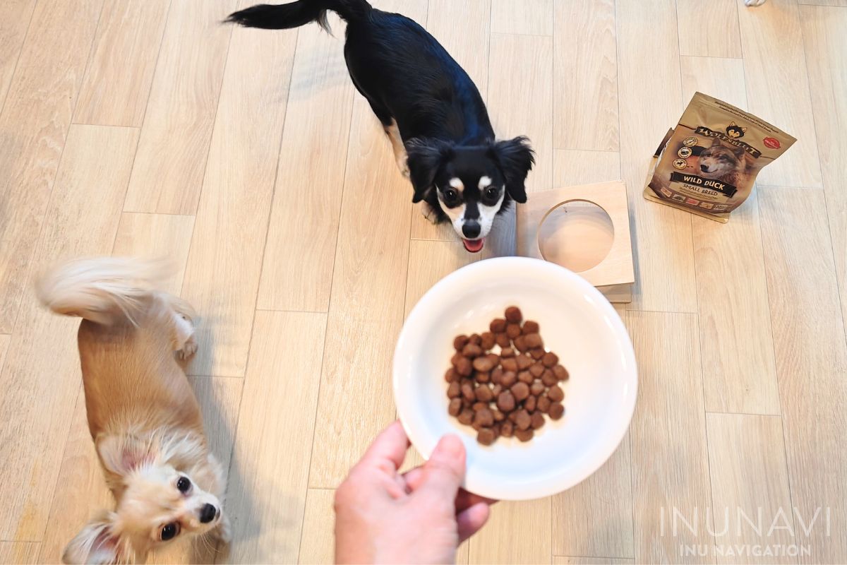 ウルフブラット　ワイルドダック　スモールブリード　ダックとポテトの器に入った粒が気になる愛犬たち